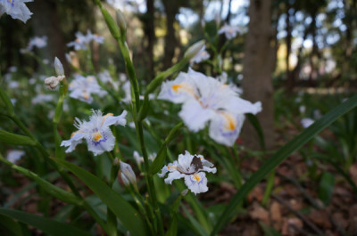 手創り市春季ARTS&CRAFT静岡はぜ